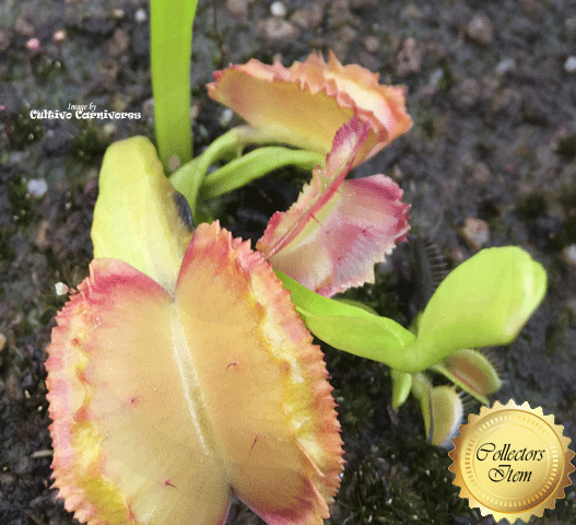 VENUS FLY TRAP: Freaky Star | Buy carnivorous plants and seeds online @ South Africa's leading online plant nursery, Cultivo Carnivores