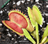 VENUS FLYTRAP:  Jaws for sale | Buy carnivorous plants and seeds online @ South Africa's leading online plant nursery, Cultivo Carnivores