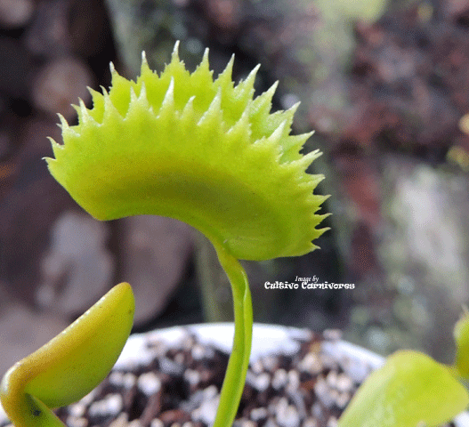 VENUS FLYTRAP:  Jaws for sale | Buy carnivorous plants and seeds online @ South Africa's leading online plant nursery, Cultivo Carnivores