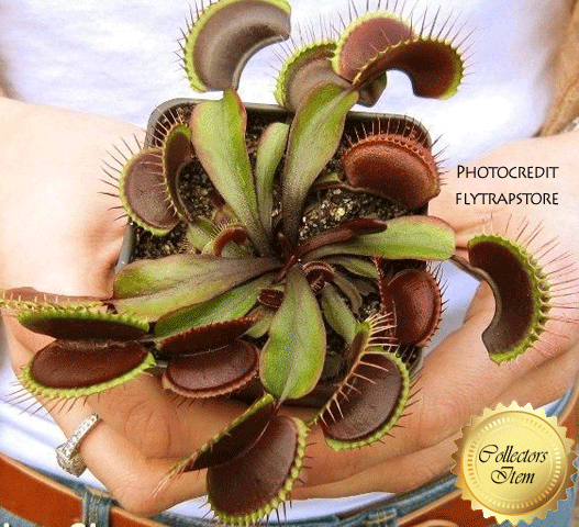 VENUS FLYTRAP: Maroon Monster for sale | Buy carnivorous plants and seeds online @ South Africa's leading online plant nursery, Cultivo Carnivores