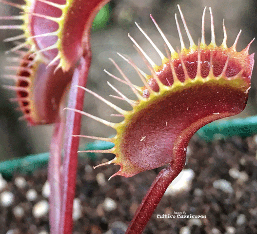 VENUS FLYTRAP:  Maroon Monster for sale | Buy carnivorous plants and seeds online @ South Africa's leading online plant nursery, Cultivo Carnivores