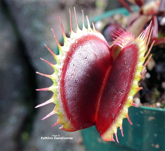 VENUS FLYTRAP:  Maroon Monster for sale | Buy carnivorous plants and seeds online @ South Africa's leading online plant nursery, Cultivo Carnivores