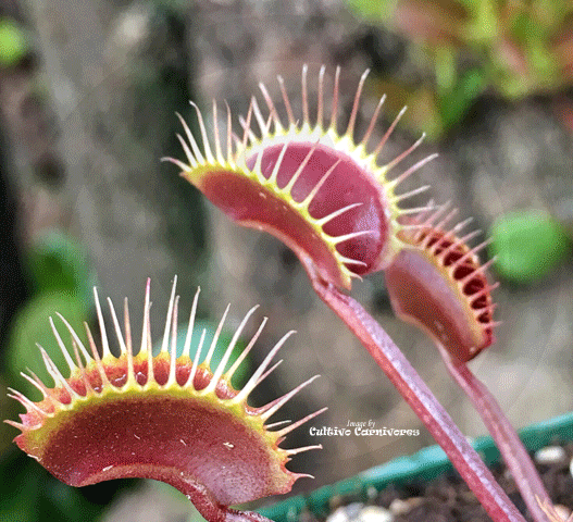 VENUS FLYTRAP:  Maroon Monster for sale | Buy carnivorous plants and seeds online @ South Africa's leading online plant nursery, Cultivo Carnivores