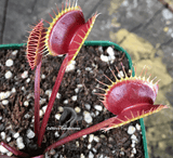 VENUS FLYTRAP:  Maroon Monster for sale | Buy carnivorous plants and seeds online @ South Africa's leading online plant nursery, Cultivo Carnivores