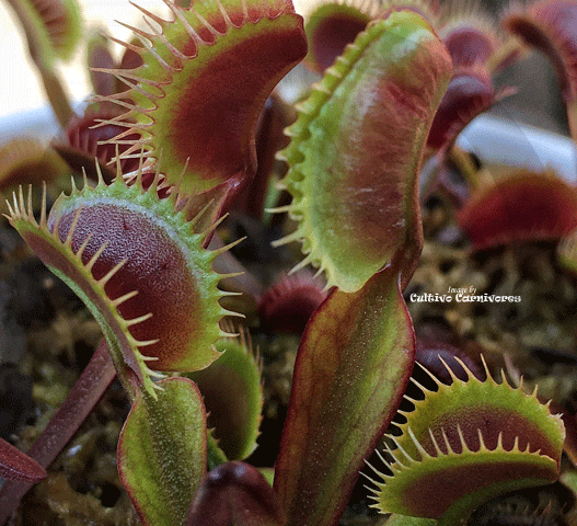 VENUS FLYTRAP:  Maroon Monster for sale | Buy carnivorous plants and seeds online @ South Africa's leading online plant nursery, Cultivo Carnivores