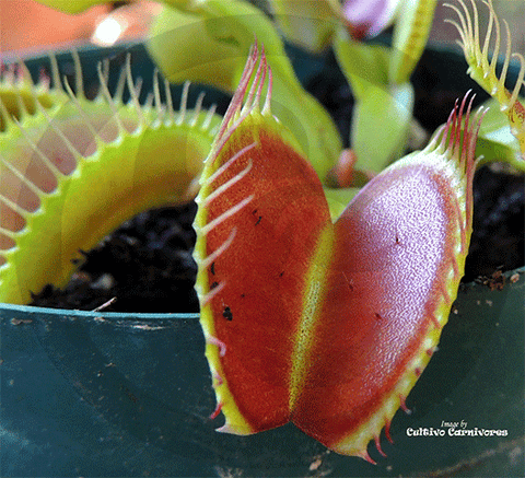 VENUS FLYTRAP:  Monster Traps for sale | Buy carnivorous plants and seeds online @ South Africa's leading online plant nursery, Cultivo Carnivores