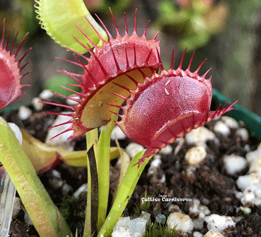 VENUS FLYTRAP:  Pan's Giant for sale | Buy carnivorous plants and seeds online @ South Africa's leading online plant nursery, Cultivo Carnivores