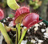 VENUS FLYTRAP:  Pan's Giant for sale | Buy carnivorous plants and seeds online @ South Africa's leading online plant nursery, Cultivo Carnivores