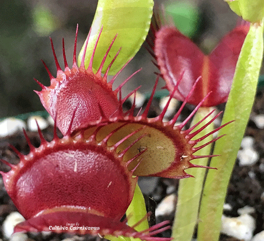 VENUS FLYTRAP:  Pan's Giant for sale | Buy carnivorous plants and seeds online @ South Africa's leading online plant nursery, Cultivo Carnivores