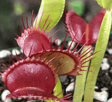 VENUS FLYTRAP:  Pan's Giant for sale | Buy carnivorous plants and seeds online @ South Africa's leading online plant nursery, Cultivo Carnivores