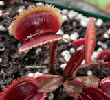 VENUS FLYTRAP:  Red Sawtooth. BCP Clone for sale | Buy carnivorous plants and seeds online @ South Africa's leading online plant nursery, Cultivo Carnivores