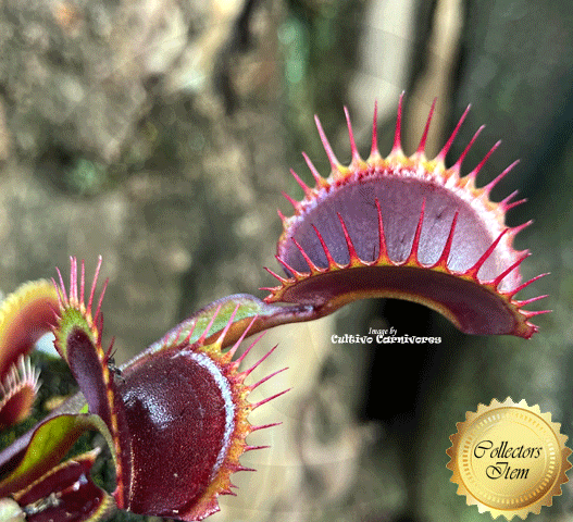 Venus Flytrap Royal Red • XL Mature Size • FlytrapStore, USA