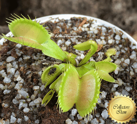 VENUS FLYTRAP: Scarlatine x Low giant seed grown for sale | Buy carnivorous plants and seeds online @ South Africa's leading online plant nursery, Cultivo Carnivores