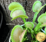 VENUS FLYTRAP:  Tiger Fangs for sale | Buy carnivorous plants and seeds online @ South Africa's leading online plant nursery, Cultivo Carnivores