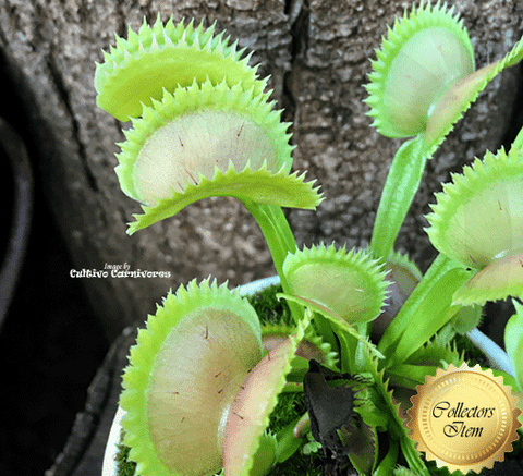 VENUS FLYTRAP:  Tiger Fangs for sale | Buy carnivorous plants and seeds online @ South Africa's leading online plant nursery, Cultivo Carnivores