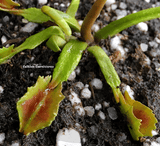 VENUS FLYTRAP:  Wacky Traps for sale | Buy carnivorous plants and seeds online @ South Africa's leading online plant nursery, Cultivo Carnivores
