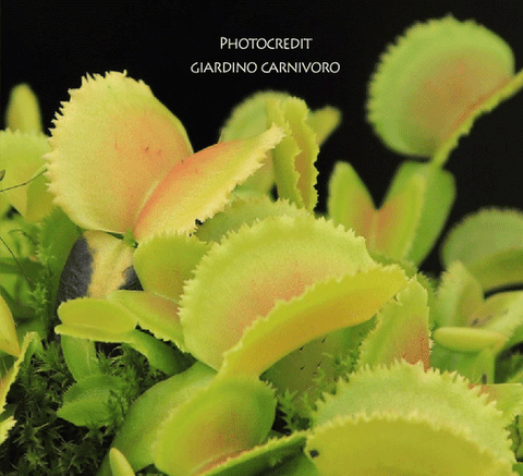 VENUS FLYTRAP:  Whale 💎 Cultivo Exclusive > Last one!!!