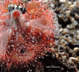 SUNDEW:  Drosera Burmannii loc Humpty Doo for sale | Buy carnivorous plants and seeds online @ South Africa's leading online plant nursery, Cultivo Carnivores