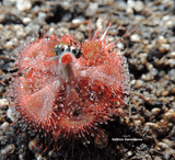 SUNDEW:  Drosera Burmannii loc Humpty Doo for sale | Buy carnivorous plants and seeds online @ South Africa's leading online plant nursery, Cultivo Carnivores
