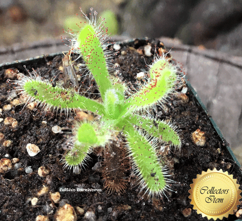 SUNDEW: Drosera Hilaris (Winter growing) for sale | Buy carnivorous plants and seeds online @ South Africa's leading online plant nursery, Cultivo Carnivores