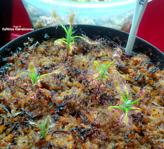Drosera Scorpioides grown from gemmae * Grow carnivorous plants with Cultivo Carnivores South Africa