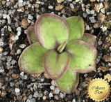 RARE! BUTTERWORT (Mexican): Pinguicula Laueana Narrow Flower