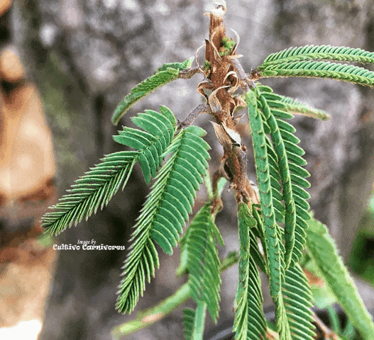 SENSITIVE PLANT: Mimosa Pudica (Touch-me-not) for sale | Buy carnivorous plants and seeds online @ South Africa's leading online plant nursery, Cultivo Carnivores