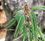 SENSITIVE PLANT: Mimosa Pudica (Touch-me-not) for sale | Buy carnivorous plants and seeds online @ South Africa's leading online plant nursery, Cultivo Carnivores