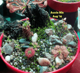 Cultivo's Custom Savage Gardens (Bogs) 🔥 Client's choice > made to order for sale | Buy carnivorous plants and seeds online @ South Africa's leading online plant nursery, Cultivo Carnivores