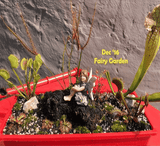 Cultivo's Custom Savage Gardens (Bogs) 🔥 Client's choice > made to order for sale | Buy carnivorous plants and seeds online @ South Africa's leading online plant nursery, Cultivo Carnivores