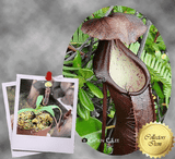 COLLECTORS ITEM 🌟 Nepenthes Singalana (Sumatra) * Wistuba 📏 5-7cm > Exact plant pictured