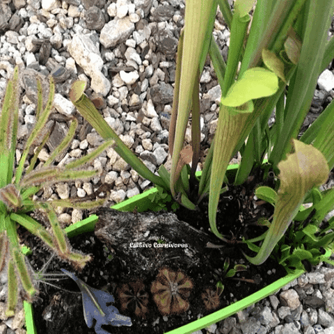 Cultivo's Savage Garden  Custom Carnivorous plant Bogs– Cultivo