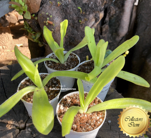 Multiple Pinguicula Gigantea × Moctezumae plants for sale – healthy butterworts from batch listing. Grown in South Africa. Perfect for windowsills or terrariums