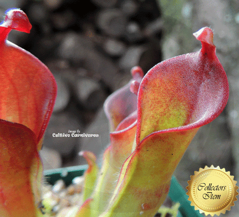 SUNPITCHER: Heliamphora Heterodoxa x Minor for sale | Buy carnivorous plants and seeds online @ South Africa's leading online plant nursery, Cultivo Carnivores
