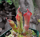 SUNPITCHER: Heliamphora Heterodoxa x Minor for sale | Buy carnivorous plants and seeds online @ South Africa's leading online plant nursery, Cultivo Carnivores