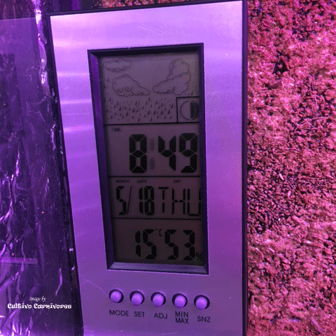 LCD Indoor Digital Thermometer / Hygrometer / Clock for sale | Buy carnivorous plants and seeds online @ South Africa's leading online plant nursery, Cultivo Carnivores