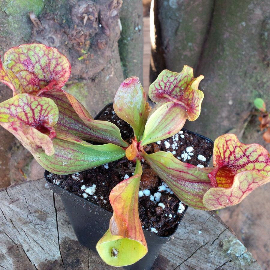 PURPLE PITCHER PLANT:  Sarracenia Purpurea ssp. venosa (Heavy veined) for sale | Buy carnivorous plants and seeds online @ South Africa's leading online plant nursery, Cultivo Carnivores