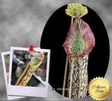 COLLECTORS ITEM 🌟 Nepenthes Platychila x Veitchii AW 📏 22-26cm > Exact plant pictured