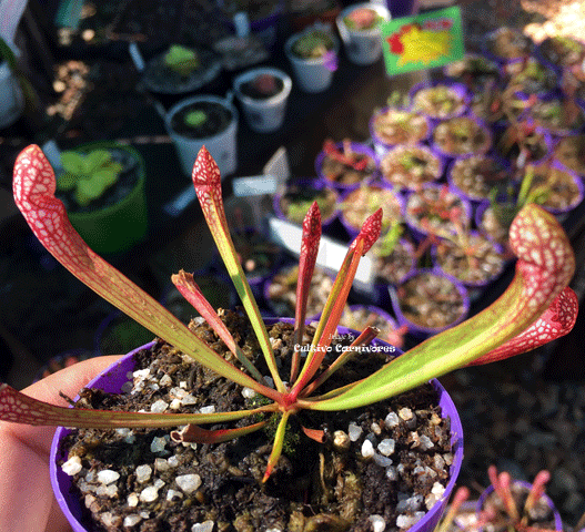 ⛱️ SUMMER BASH SALE ☀️ 10 x Sarracenia Scarlet Belle (M) 🌱 Bareroot
