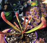⛱️ SUMMER BASH SALE ☀️ 5 x Sarracenia Scarlet Belle (M)