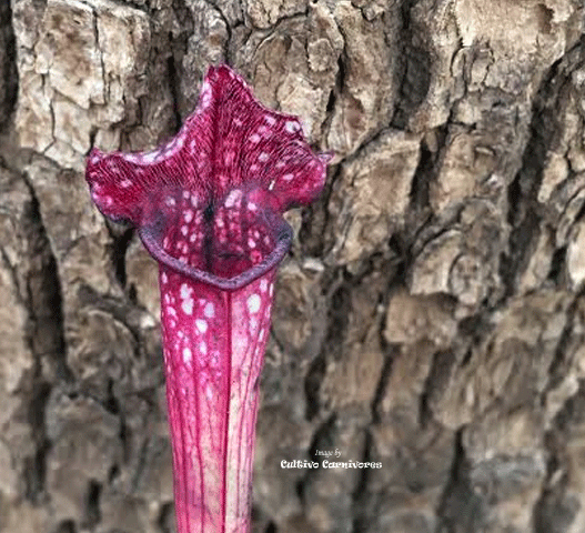 TRUMPET PITCHER:  Sarracenia Bella (Special Hybrid) for sale | Buy carnivorous plants and seeds online @ South Africa's leading online plant nursery, Cultivo Carnivores