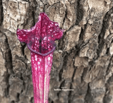 TRUMPET PITCHER:  Sarracenia Bella (Special Hybrid) for sale | Buy carnivorous plants and seeds online @ South Africa's leading online plant nursery, Cultivo Carnivores