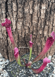 TRUMPET PITCHER:  Sarracenia Bella (Special Hybrid) for sale | Buy carnivorous plants and seeds online @ South Africa's leading online plant nursery, Cultivo Carnivores