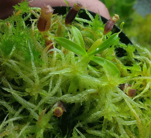 LIVE SPHAGNUM MOSS:  Mixed Species (Mostly Green) for sale | Buy carnivorous plants and seeds online @ South Africa's leading online plant nursery, Cultivo Carnivores