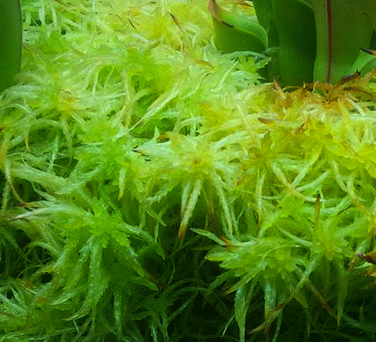 Live Sphagnum Moss For Sale - Carnivorous Plants Nursery