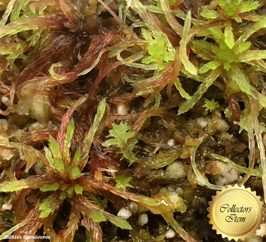 Buy live sphagnum moss red compact form (Sphagnum capillifolium) for sale in South Africa – ideal for terrariums & carnivorous plants