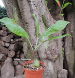 ANT PLANT: Myrmecodia Tuberosa for sale | Buy carnivorous plants and seeds online @ South Africa's leading online plant nursery, Cultivo Carnivores