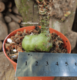 ANT PLANT: Myrmecodia Tuberosa for sale | Buy carnivorous plants and seeds online @ South Africa's leading online plant nursery, Cultivo Carnivores