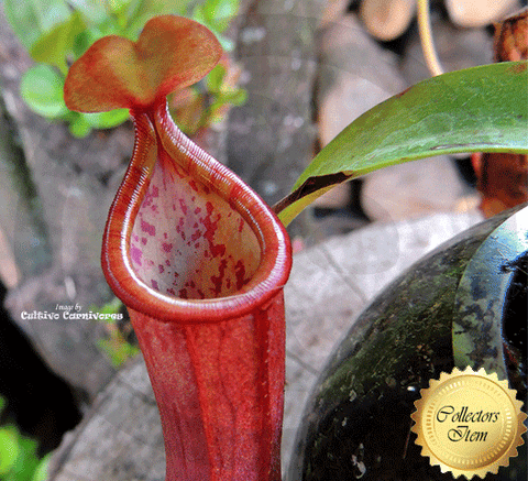 Nepenthes Rebecca Soper x Ventricosa Red - Personal Collection for sale | Buy carnivorous plants and seeds online @ South Africa's leading online plant nursery, Cultivo Carnivores