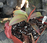 TROPICAL PITCHER PLANT: Nepenthes Red Bell for sale | Buy carnivorous plants and seeds online @ South Africa's leading online plant nursery, Cultivo Carnivores